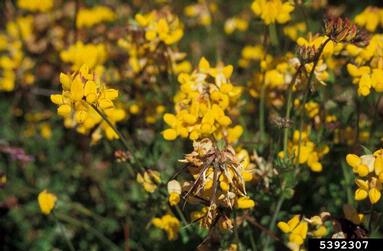 birdsfoot trefoil, Lotus corniculatus  (Fabales: Fabaceae (Leguminosae)) - 5392307