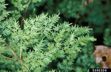Japanese climbing fern, Lygodium japonicum  (Polypodiales: Lygodiaceae) - 5392326