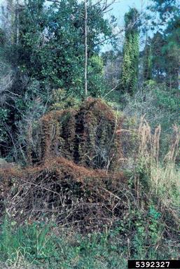 old world climbing fern, Lygodium microphyllum  (Polypodiales: Lygodiaceae) - 5392327