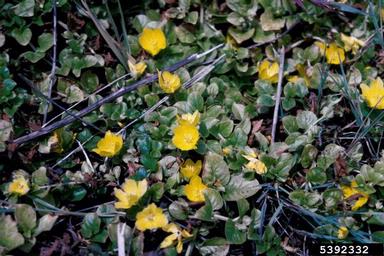 moneywort, Lysimachia nummularia  (Primulales: Primulaceae) - 5392332