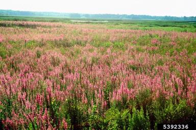 purple loosestrife, Lythrum salicaria  (Myrtales: Lythraceae) - 5392336