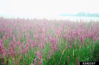 purple loosestrife, Lythrum salicaria  (Myrtales: Lythraceae) - 5392337