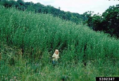 yellow sweetclover, Melilotus officinalis  (Fabales: Fabaceae (Leguminosae)) - 5392347