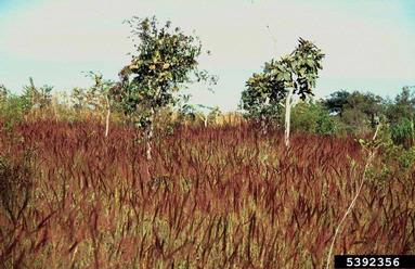 molassesgrass, Melinis minutiflora  (Cyperales: Poaceae) - 5392356