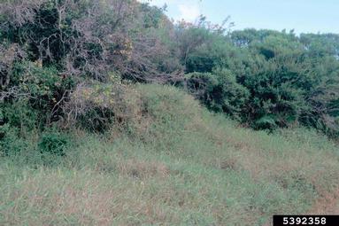 molassesgrass, Melinis minutiflora  (Cyperales: Poaceae) - 5392358