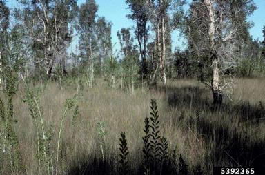 melaleuca, Melaleuca quinquenervia  (Myrtales: Myrtaceae) - 5392365
