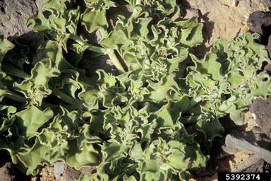 crystalline iceplant, Mesembryanthemum crystallinum  (Caryophyllales: Aizoaceae) - 5392374