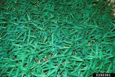 Japanese stiltgrass, Microstegium vimineum  (Cyperales: Poaceae) - 5392381
