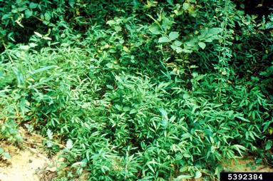 Japanese stiltgrass, Microstegium vimineum  (Cyperales: Poaceae) - 5392384