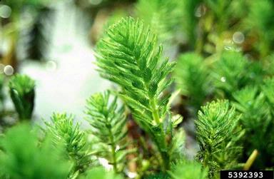 parrot feather milfoil, Myriophyllum aquaticum  (Haloragales: Haloragaceae) - 5392393