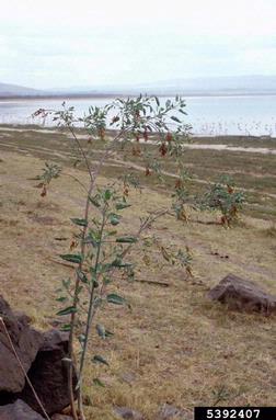 tree tobacco, Nicotiana glauca  (Solanales: Solanaceae) - 5392407