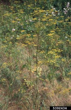 wild parsnip, Pastinaca sativa  (Apiales: Apiaceae) - 5392434
