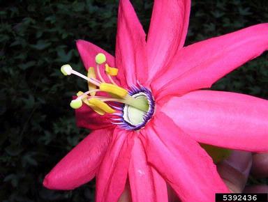 passionflower, Passiflora spp.  (Violales: Passifloraceae) - 5392436