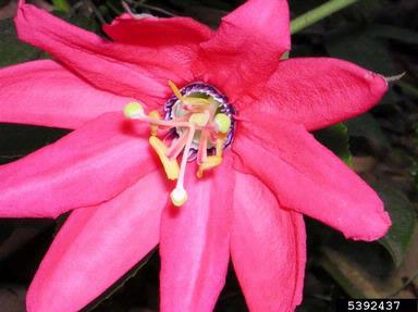 passionflower, Passiflora spp.  (Violales: Passifloraceae) - 5392437