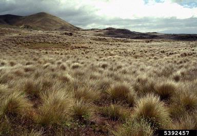 crimson fountaingrass, Pennisetum setaceum  (Cyperales: Poaceae) - 5392457