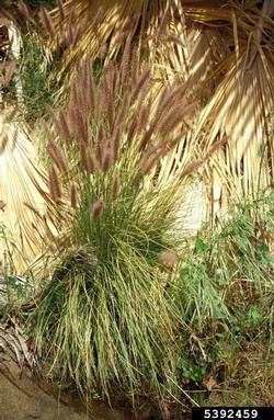 crimson fountaingrass, Pennisetum setaceum  (Cyperales: Poaceae) - 5392459