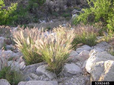 crimson fountaingrass, Pennisetum setaceum  (Cyperales: Poaceae) - 5392465