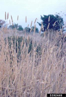 reed canarygrass, Phalaris arundinacea  (Cyperales: Poaceae) - 5392468