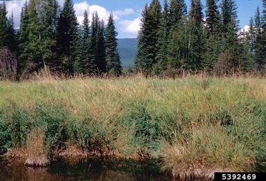 reed canarygrass, Phalaris arundinacea  (Cyperales: Poaceae) - 5392469