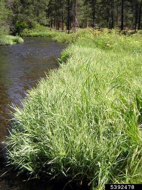 reed canarygrass, Phalaris arundinacea  (Cyperales: Poaceae) - 5392478