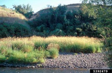 reed canarygrass, Phalaris arundinacea  (Cyperales: Poaceae) - 5392479