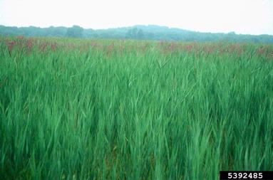 common reed, Phragmites australis  (Cyperales: Poaceae) - 5392485