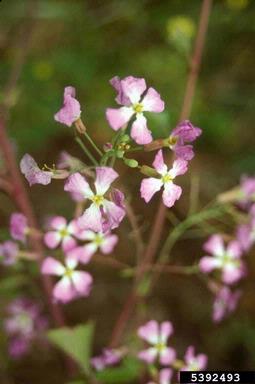 radish, Raphanus sativus  (Capparales: Brassicaceae) - 5392493