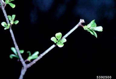 European buckthorn, Rhamnus cathartica  (Rhamnales: Rhamnaceae) - 5392500