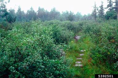 European buckthorn, Rhamnus cathartica  (Rhamnales: Rhamnaceae) - 5392501