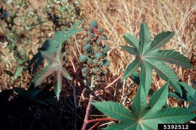 castorbean, Ricinus communis  (Euphorbiales: Euphorbiaceae) - 5392512