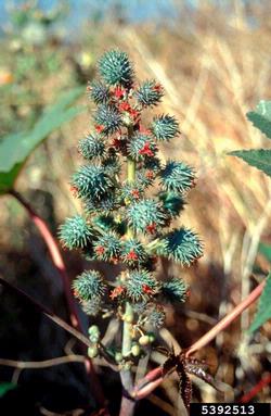 castorbean, Ricinus communis  (Euphorbiales: Euphorbiaceae) - 5392513