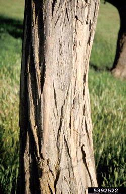 black locust, Robinia pseudoacacia  (Fabales: Fabaceae (Leguminosae)) - 5392522