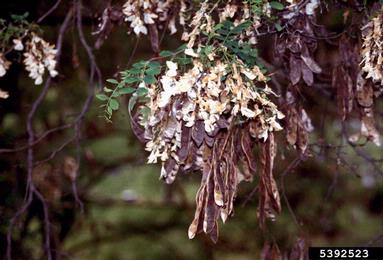 black locust, Robinia pseudoacacia  (Fabales: Fabaceae (Leguminosae)) - 5392523