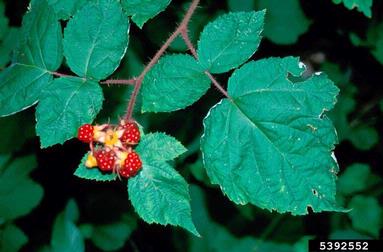wine raspberry, Rubus phoenicolasius  (Rosales: Rosaceae) - 5392552