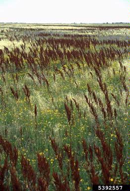 curly dock, Rumex crispus  (Polygonales: Polygonaceae) - 5392557