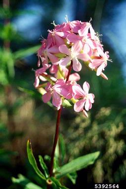 bouncingbet, Saponaria officinalis  (Caryophyllales: Caryophyllaceae) - 5392564