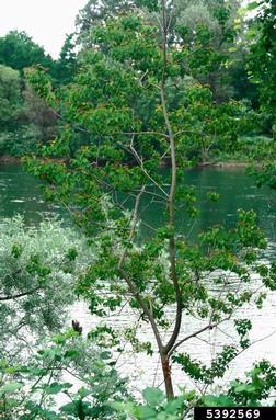 Chinese tallowtree, Triadica sebifera  (Euphorbiales: Euphorbiaceae) - 5392569
