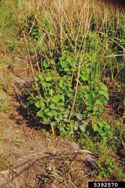 Chinese tallowtree, Triadica sebifera  (Euphorbiales: Euphorbiaceae) - 5392570