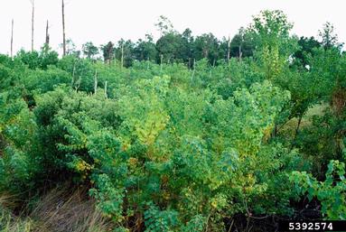 Chinese tallowtree, Triadica sebifera  (Euphorbiales: Euphorbiaceae) - 5392574