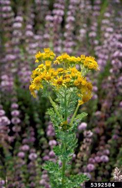 tansy ragwort, Senecio jacobaea  (Asterales: Asteraceae) - 5392584