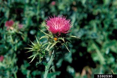 blessed milkthistle, Silybum marianum  (Asterales: Asteraceae) - 5392590