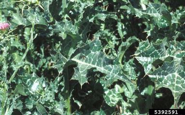 blessed milkthistle, Silybum marianum  (Asterales: Asteraceae) - 5392591