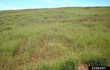 oriental mustard, Sisymbrium orientale  (Capparales: Brassicaceae) - 5392597