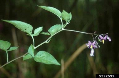 bittersweet nightshade, Solanum dulcamara  (Solanales: Solanaceae) - 5392599