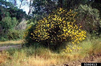 Spanish broom, Spartium junceum  (Fabales: Fabaceae (Leguminosae)) - 5392613