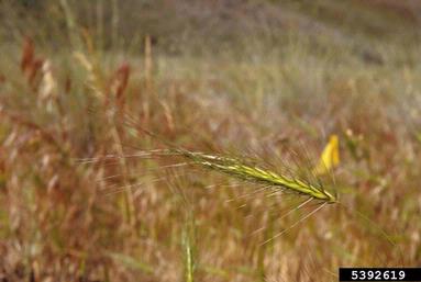 medusahead, Taeniatherum caput-medusae  (Cyperales: Poaceae) - 5392619
