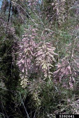tamarisk, Tamarix spp.  (Violales: Tamaricaceae) - 5392641