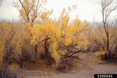 tamarisk, Tamarix spp.  (Violales: Tamaricaceae) - 5392643