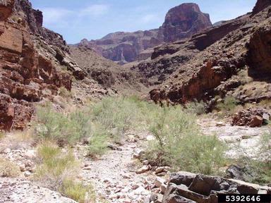 tamarisk, Tamarix spp.  (Violales: Tamaricaceae) - 5392646