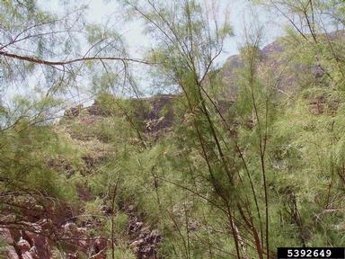 tamarisk, Tamarix spp.  (Violales: Tamaricaceae) - 5392649